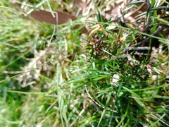 Ericaceae