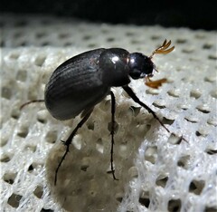 Maladera holosericea