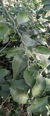 Leptadenia lanceolata