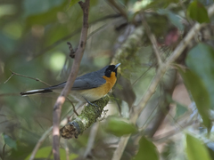Symposiachrus trivirgatus