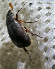 Maladera holosericea