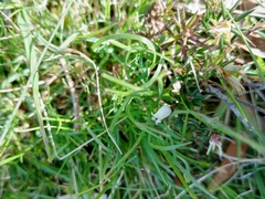Ericaceae