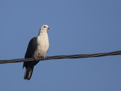 Columba leucomela