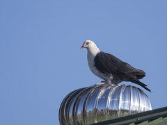 Columba leucomela