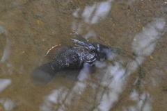 Dormitator maculatus