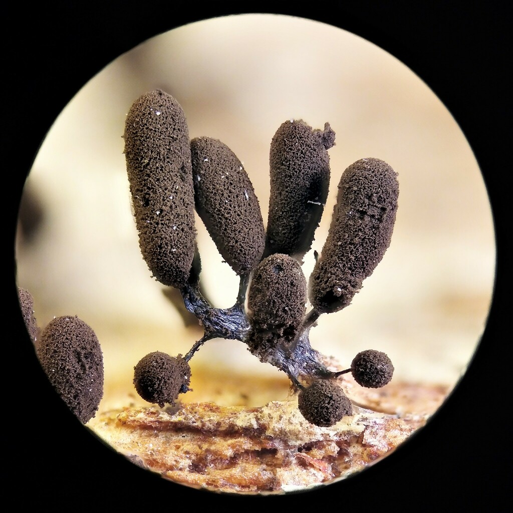 Comatricha anomala