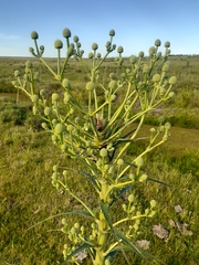Eryngium horridum