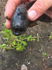 Dormitator maculatus