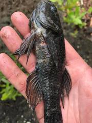 Dormitator maculatus