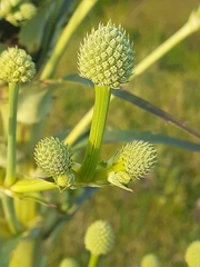 Eryngium horridum