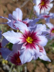 Leucocoryne purpurea