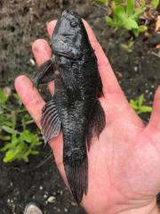 Dormitator maculatus