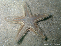Astropecten platyacanthus