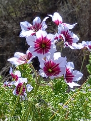 Leucocoryne purpurea