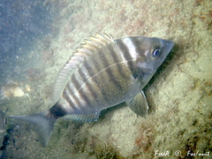 Diplodus puntazzo