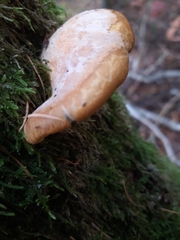 Phyllotopsis nidulans