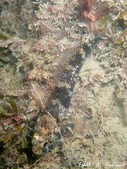 Gobius paganellus