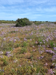 Leucocoryne purpurea