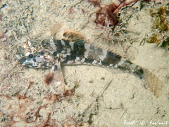 Gobius paganellus