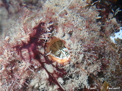 Microcosmus squamiger