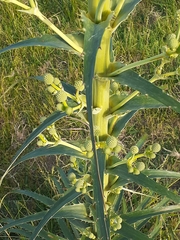 Eryngium horridum