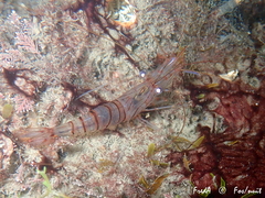 Palaemon serratus
