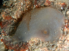 Phallusia fumigata