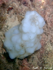 Phallusia mammillata