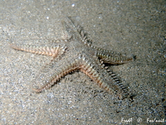 Astropecten platyacanthus