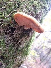 Phyllotopsis nidulans