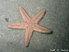 Astropecten platyacanthus
