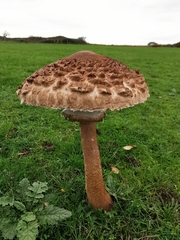Macrolepiota