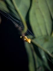 Arachnura