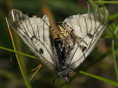 Parnassius mnemosyne