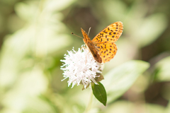 Boloria epithore