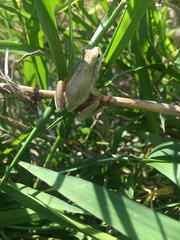 Hyperolius marmoratus taeniatus