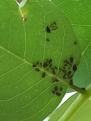 Aphis