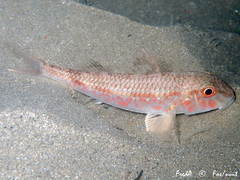Mullus barbatus