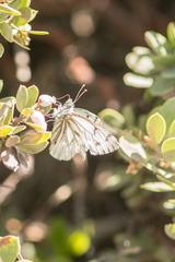 Pontia sisymbrii