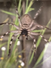 Sparassidae