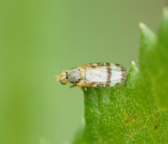 Sphenella ruficeps