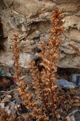 Orobanche minor