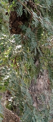 Tamarindus indica image