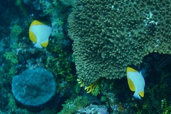 Hemitaurichthys polylepis