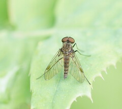 Chrysopilus