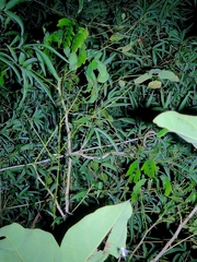 Dendrelaphis tristis