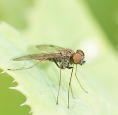 Chrysopilus