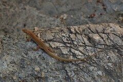 Podarcis melisellensis