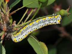 Diloba caeruleocephala