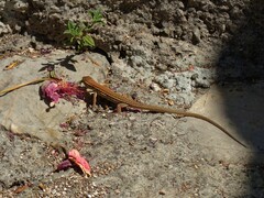 Podarcis melisellensis